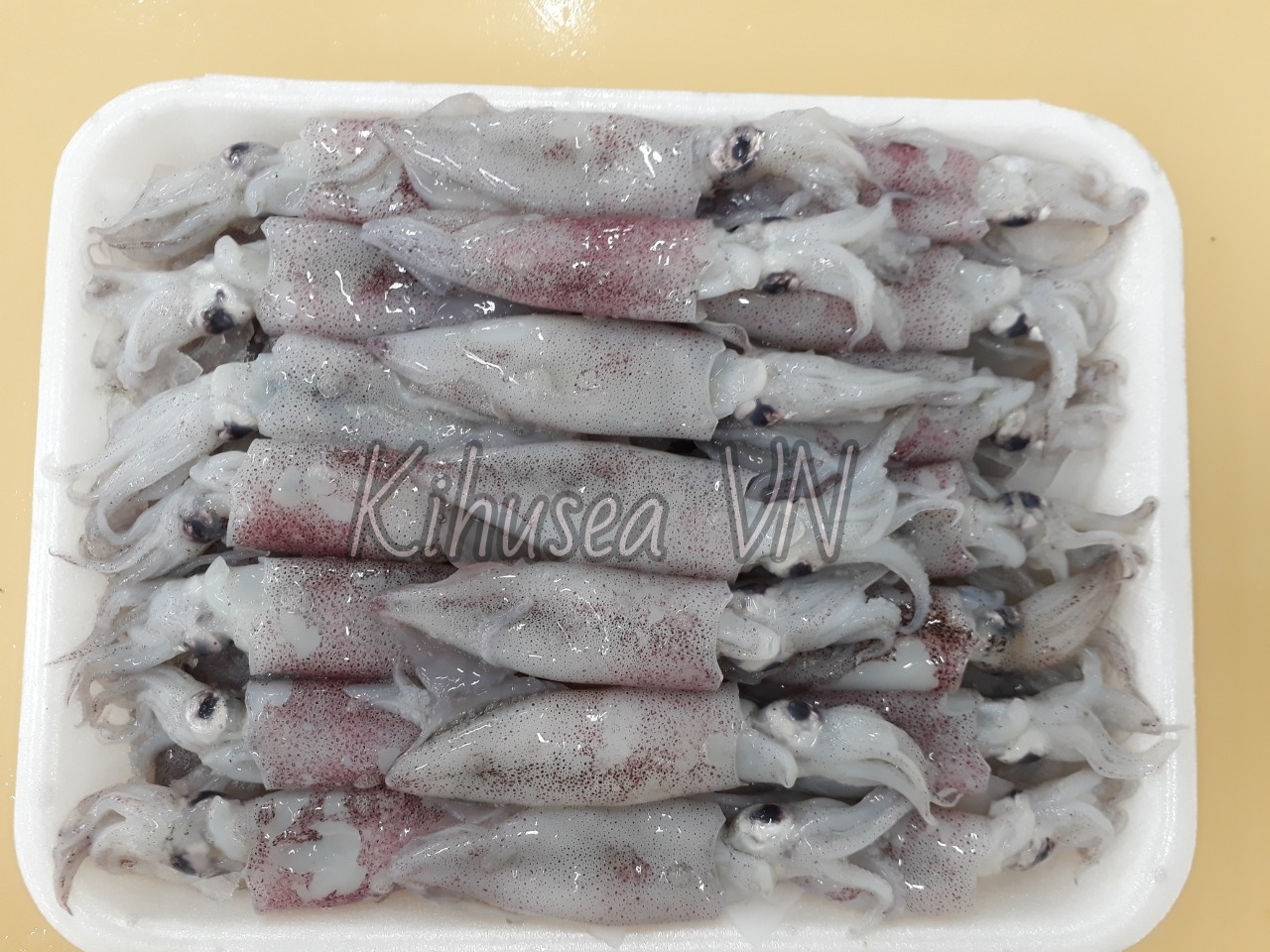 FROZEN SQUID WHOLE ROUND